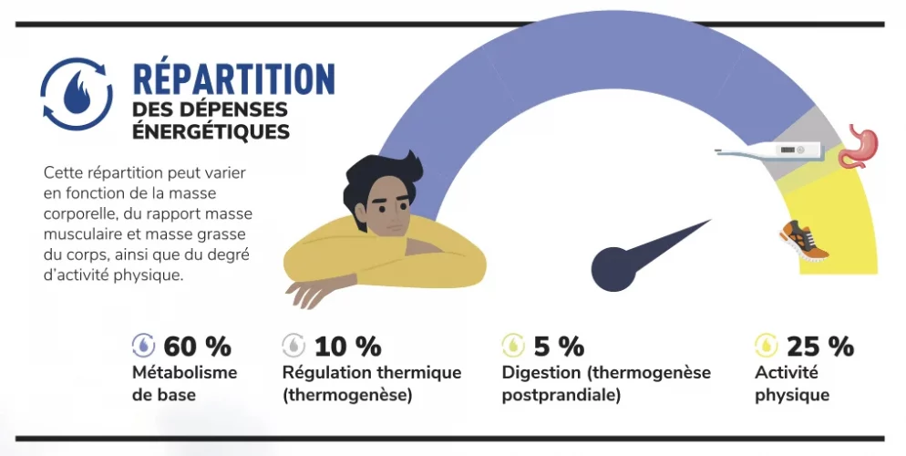 Schéma répartition des dépenses énergétiques