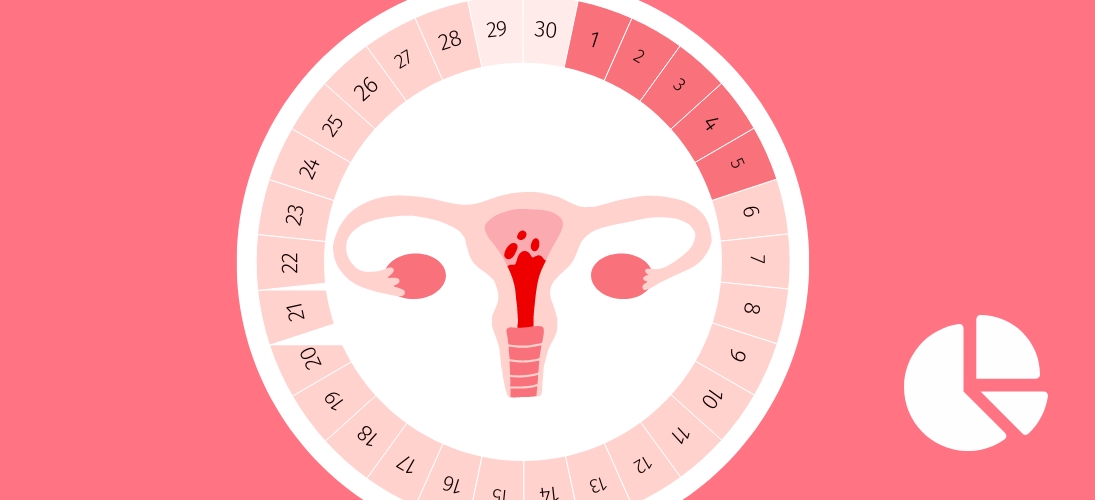 Les quatre phases du cycle menstruel